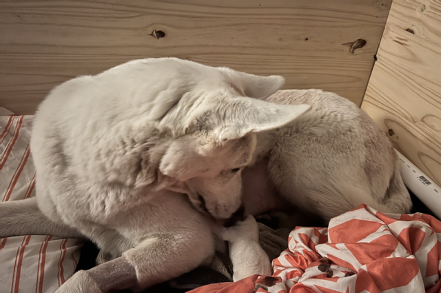 The Sunnyside Sisters Bed and Breakfast / Clarksville VA / Litter A if Sunnyside FWF is here:-)