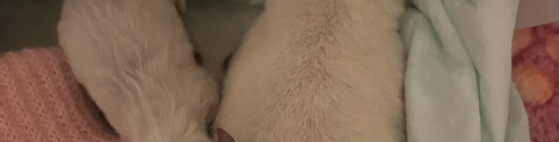 Sunnyside White Swiss Shepherds / Clarksville VA /