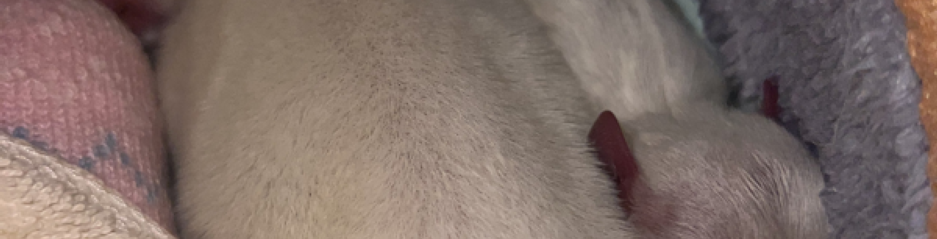 Sunnyside White Swiss Shepherds / Clarksville VA /