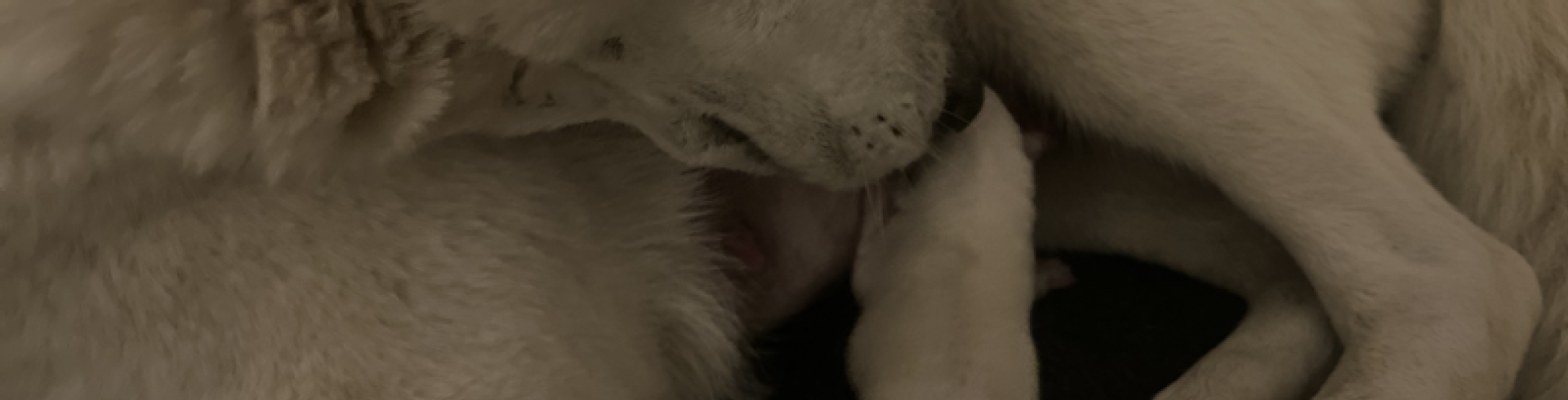 Sunnyside White Swiss Shepherds / Clarksville VA /