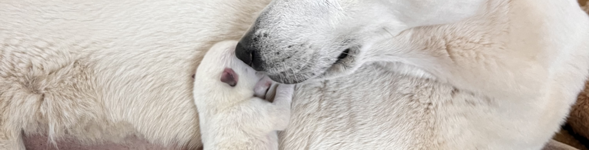 Sunnyside White Swiss Shepherds / Clarksville VA / How to raise a singleton?