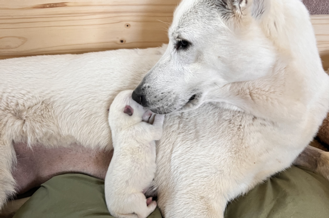 The Sunnyside Sisters Bed and Breakfast / Clarksville VA / How to raise a singleton?