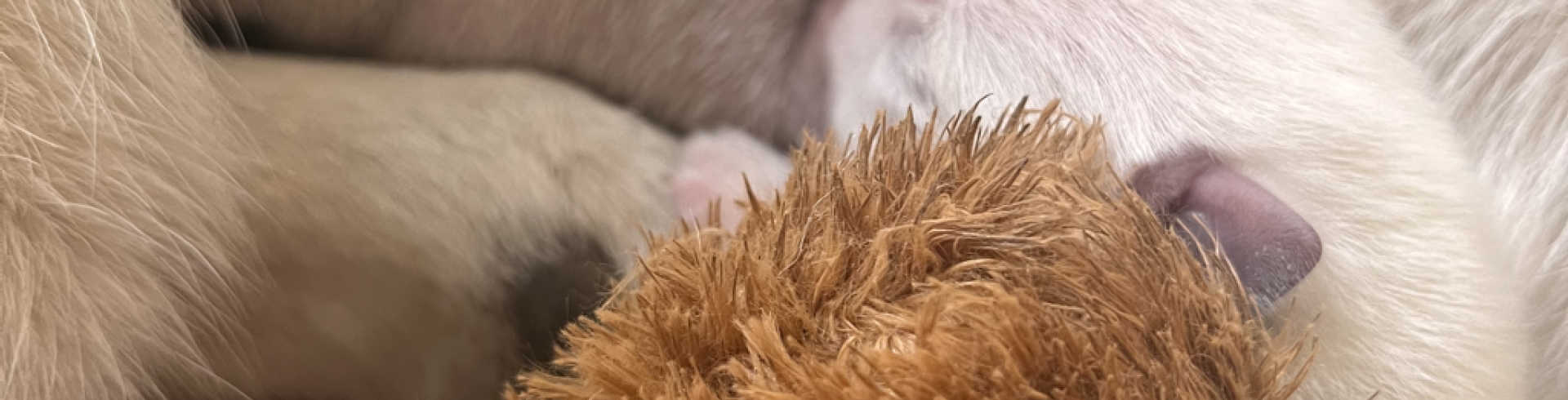 Sunnyside White Swiss Shepherds / Clarksville VA /