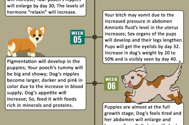The Sunnyside Sisters Bed and Breakfast / Clarksville VA / Dog pregnancy timeline
