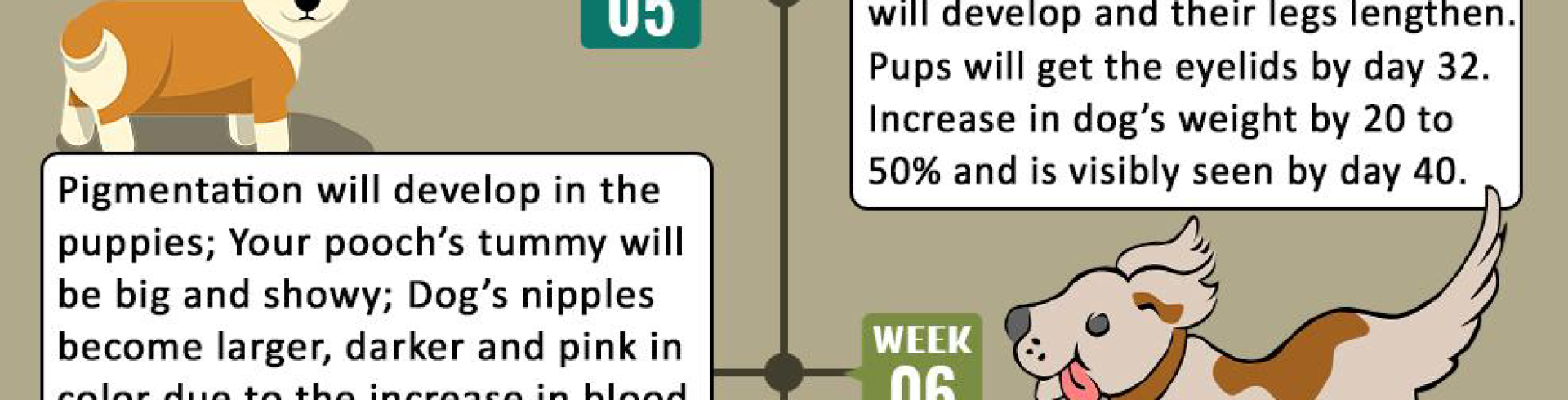 Sunnyside White Swiss Shepherds / Clarksville VA / Dog pregnancy timeline