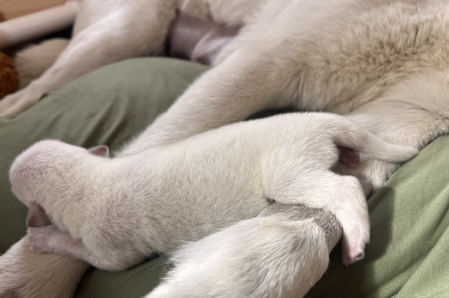 The Sunnyside Sisters Bed and Breakfast / Clarksville VA / International Women’s Day