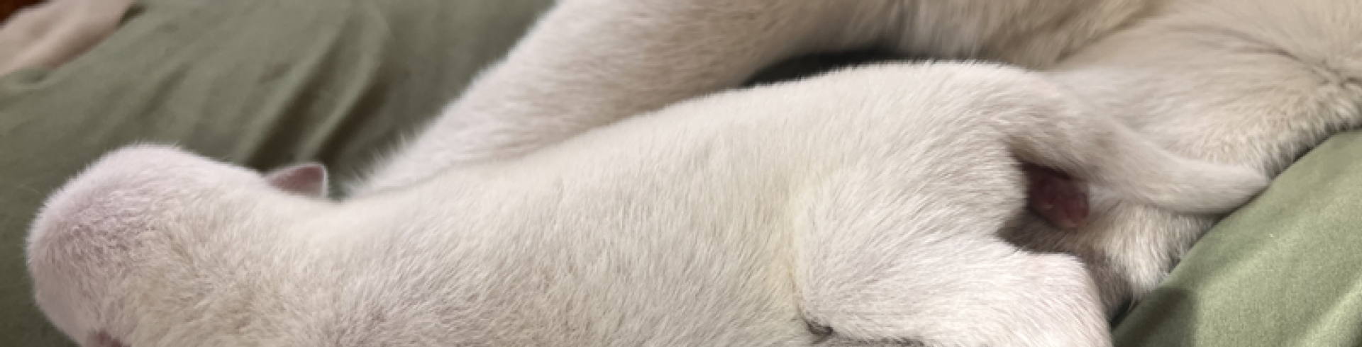 Sunnyside White Swiss Shepherds / Clarksville VA / International Women’s Day