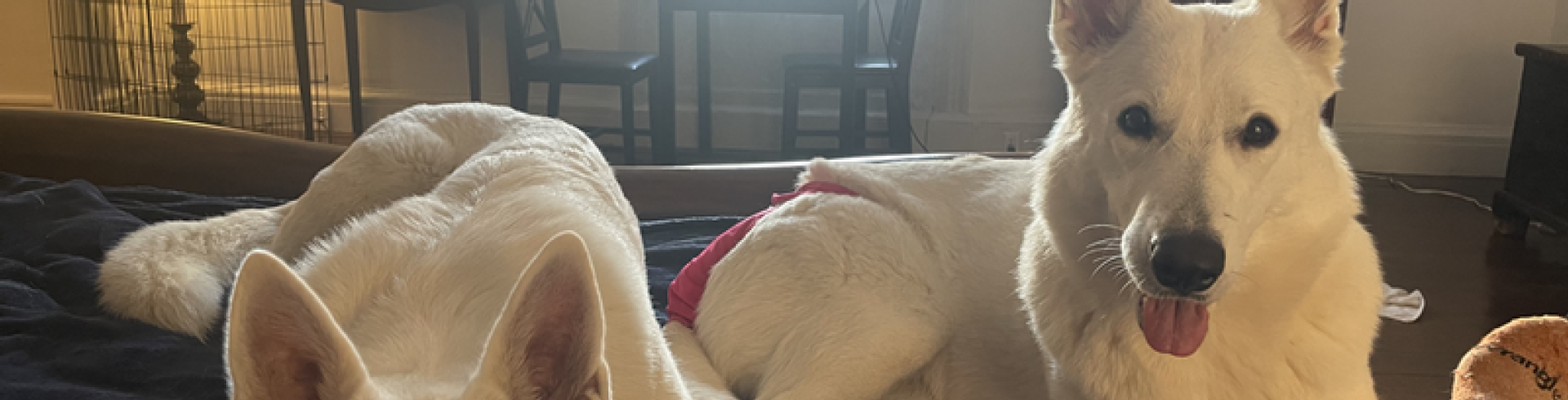 Sunnyside White Swiss Shepherds / Clarksville VA /