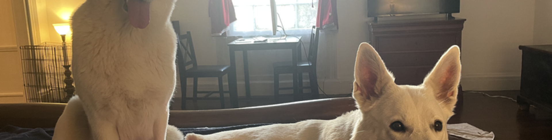 Sunnyside White Swiss Shepherds / Clarksville VA /