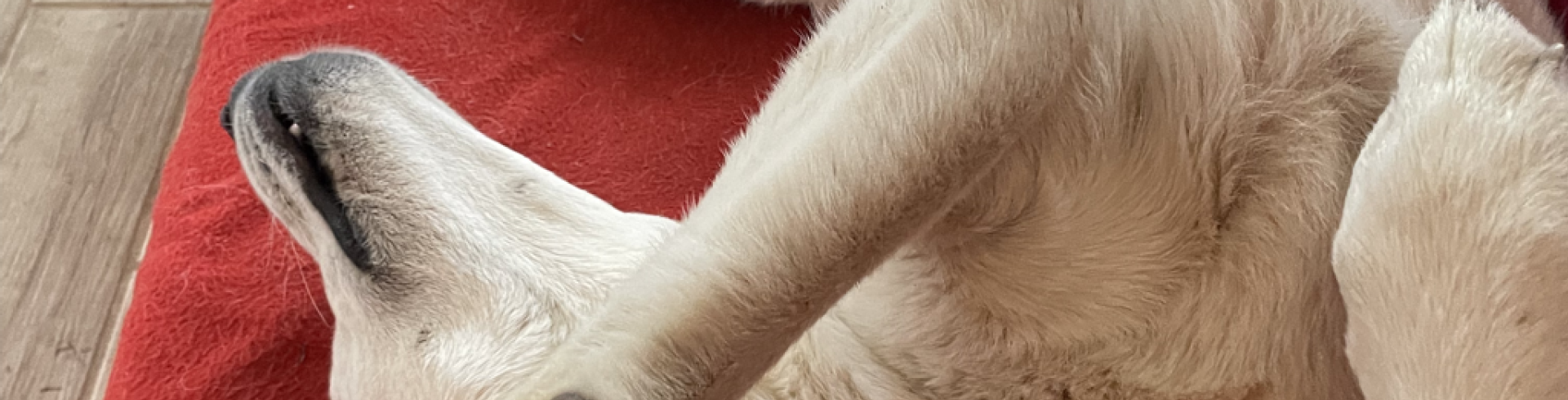 Sunnyside White Swiss Shepherds / Clarksville VA / Feeling lucky?