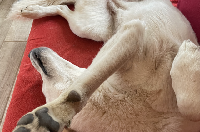 The Sunnyside Sisters Bed and Breakfast / Clarksville VA / Feeling lucky?