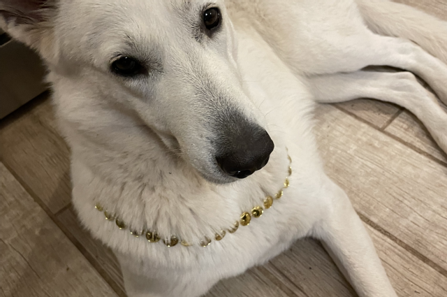 The Sunnyside Sisters Bed and Breakfast / Clarksville VA / Happy Saint Patricks Day!