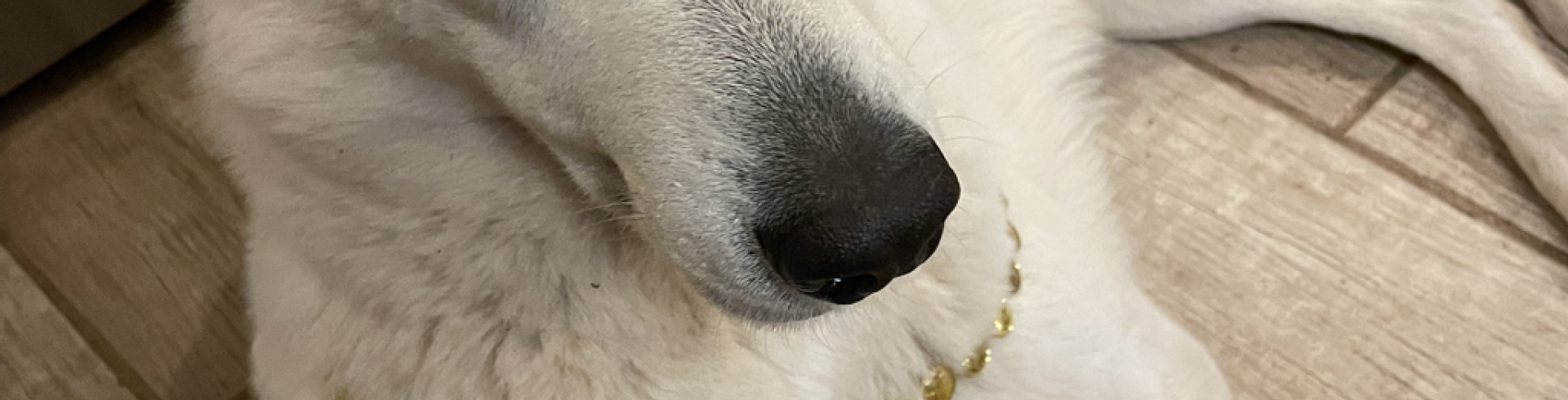 Sunnyside White Swiss Shepherds / Clarksville VA / Happy Saint Patricks Day!