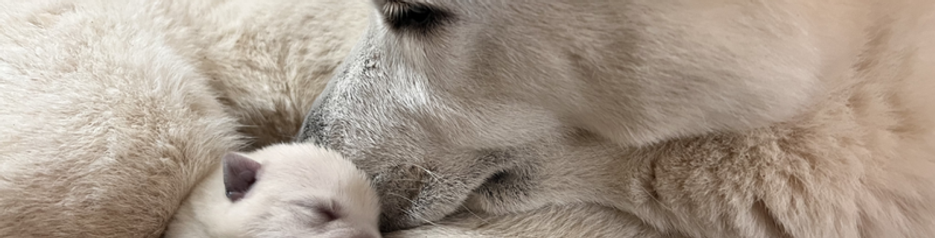 Sunnyside White Swiss Shepherds / Clarksville VA /