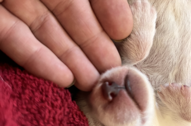 The Sunnyside Sisters Bed and Breakfast / Clarksville VA / Spring Time