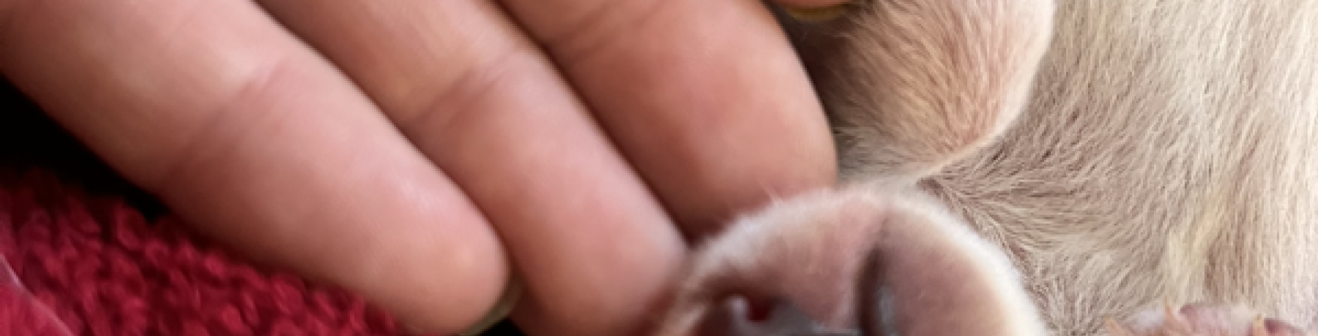 Sunnyside White Swiss Shepherds / Clarksville VA / Spring Time