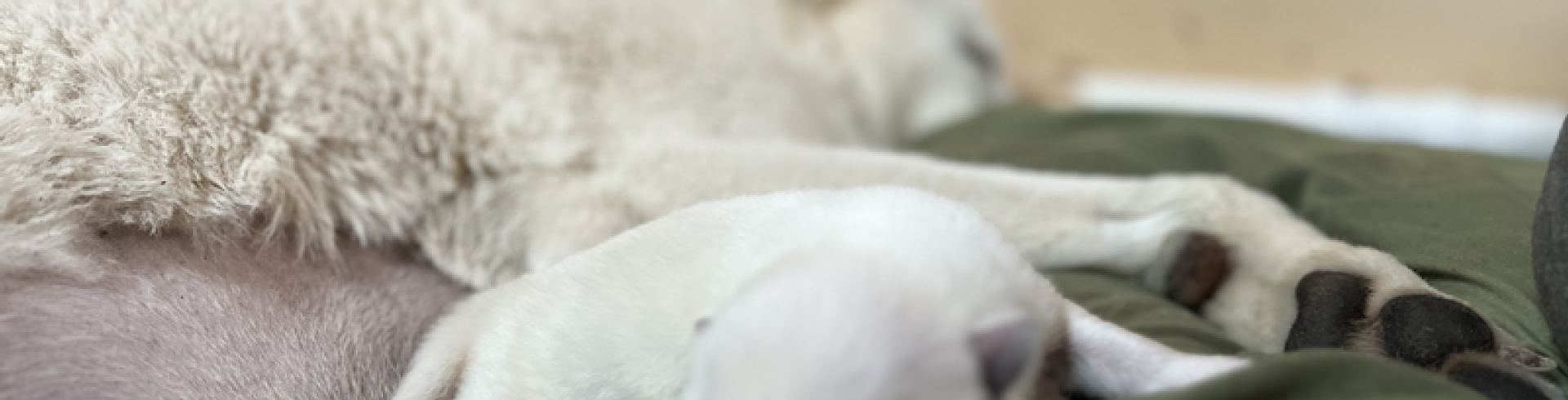 Sunnyside White Swiss Shepherds / Clarksville VA /