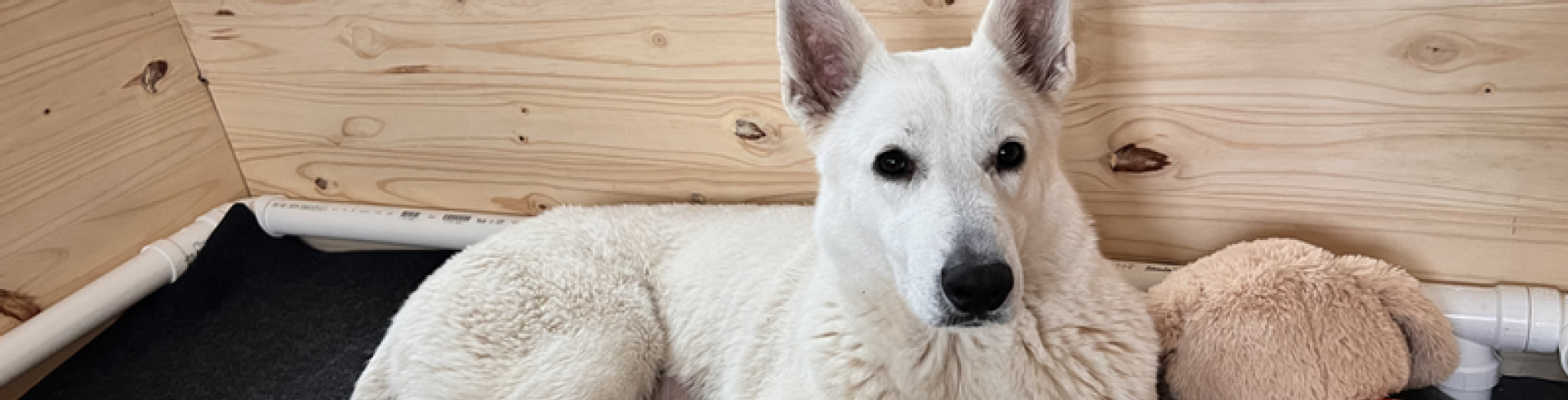 Sunnyside White Swiss Shepherds / Clarksville VA /