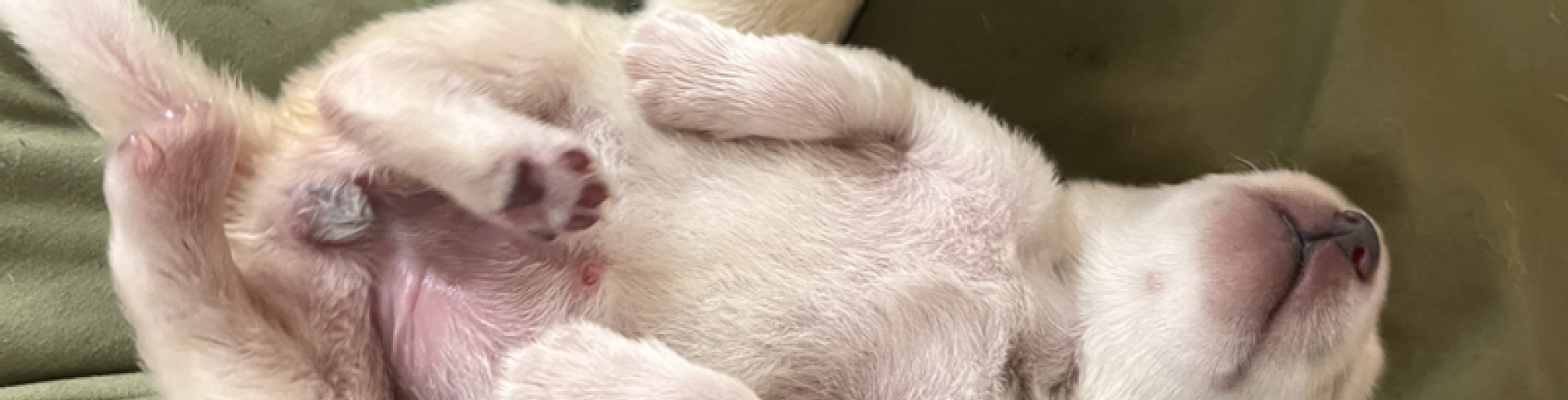 Sunnyside White Swiss Shepherds / Clarksville VA /