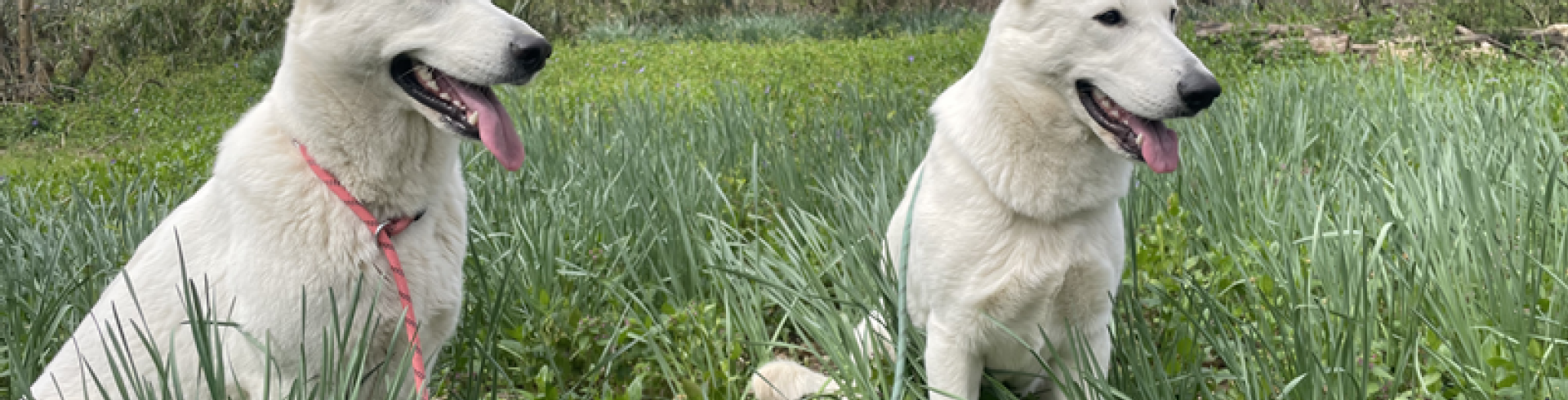 Sunnyside White Swiss Shepherds / Clarksville VA /