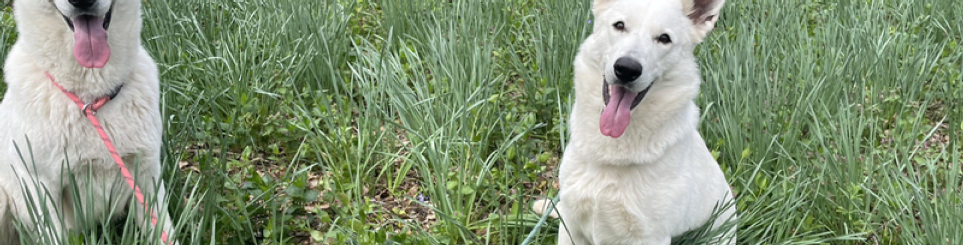 Sunnyside White Swiss Shepherds / Clarksville VA /