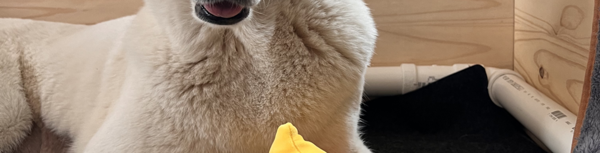 Sunnyside White Swiss Shepherds / Clarksville VA /