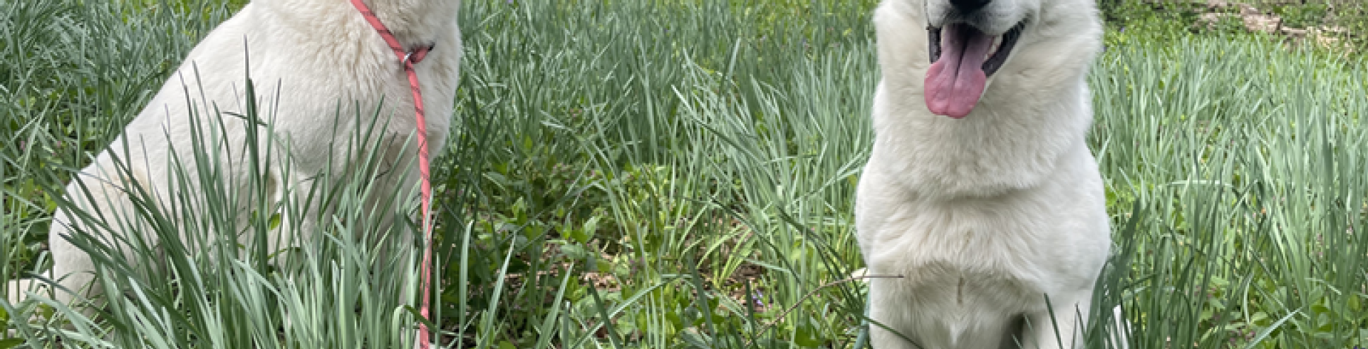Sunnyside White Swiss Shepherds / Clarksville VA /