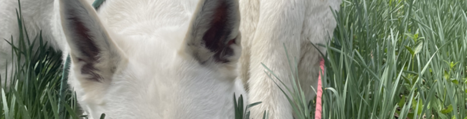 Sunnyside White Swiss Shepherds / Clarksville VA /