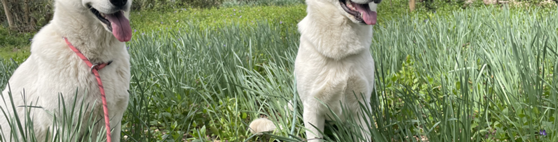 Sunnyside White Swiss Shepherds / Clarksville VA /