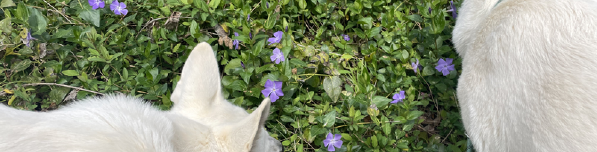Sunnyside White Swiss Shepherds / Clarksville VA /