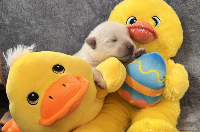 The Sunnyside Sisters Bed and Breakfast / Clarksville VA / Happy Easter everyone!!!