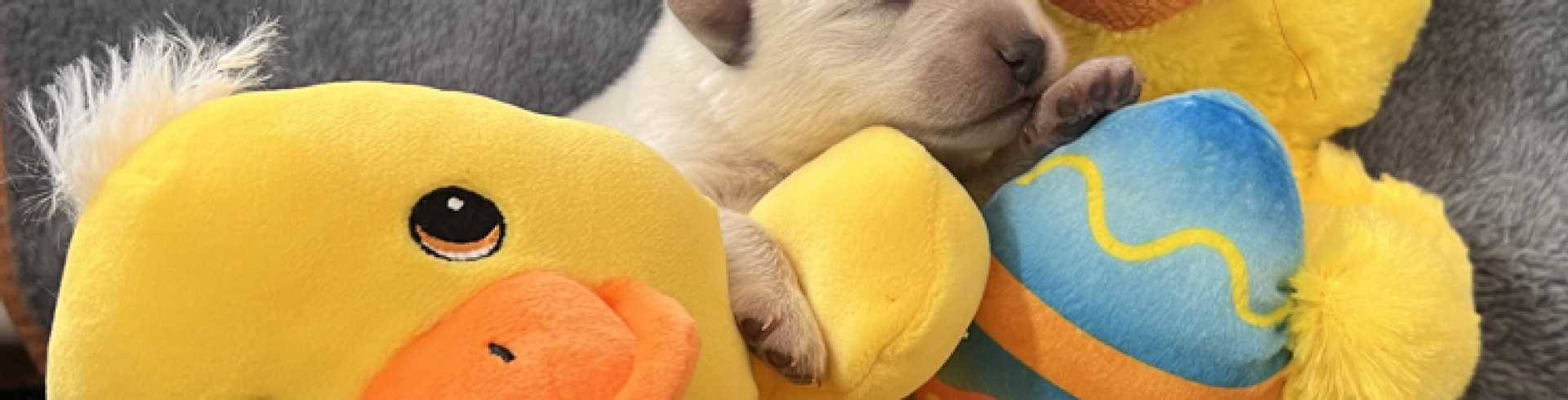 Sunnyside White Swiss Shepherds / Clarksville VA / Happy Easter everyone!!!