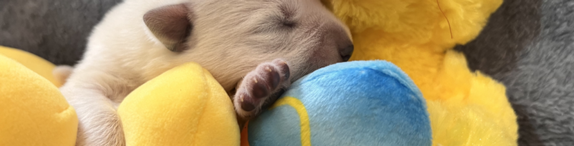 Sunnyside White Swiss Shepherds / Clarksville VA /