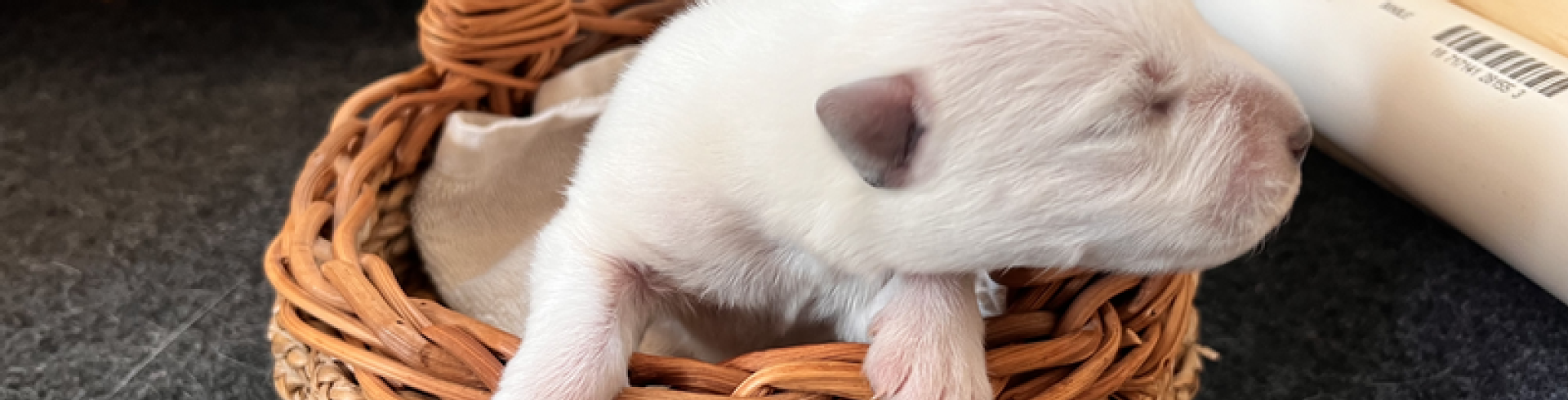 Sunnyside White Swiss Shepherds / Clarksville VA /