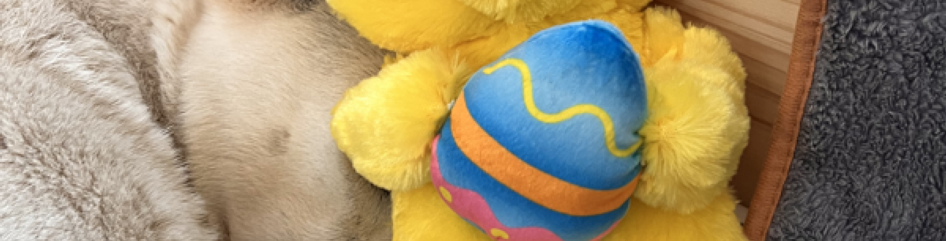 Sunnyside White Swiss Shepherds / Clarksville VA /