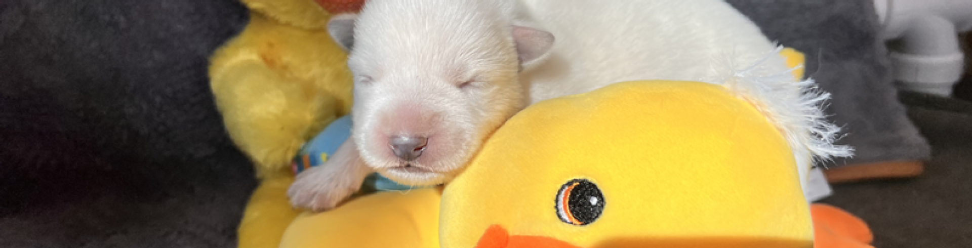 Sunnyside White Swiss Shepherds / Clarksville VA /