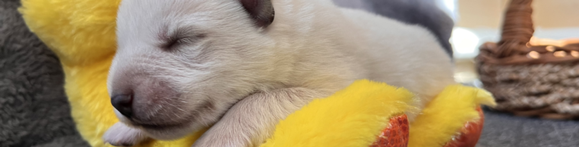 Sunnyside White Swiss Shepherds / Clarksville VA /