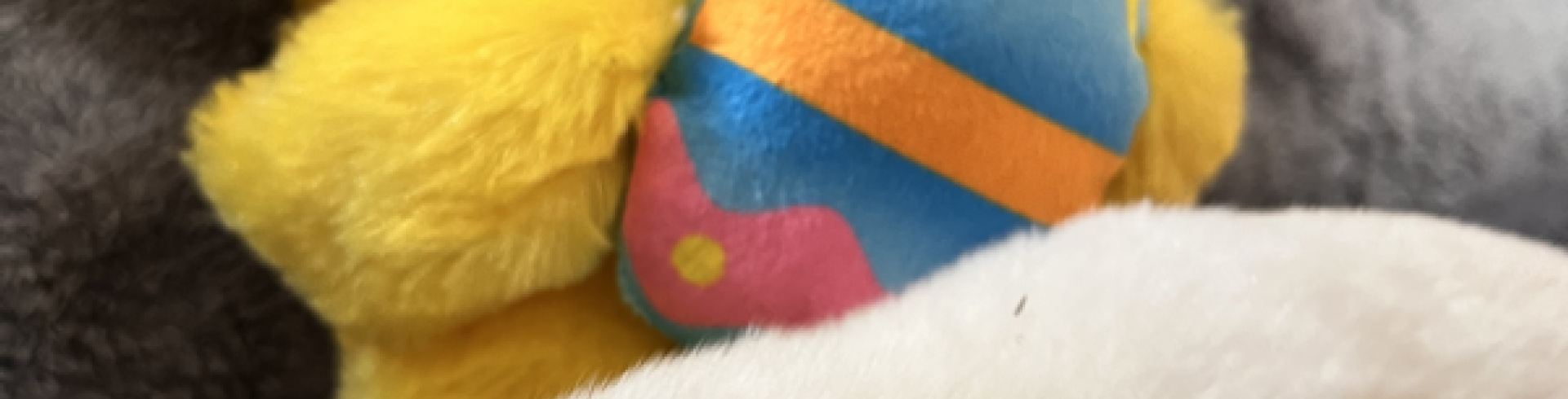 Sunnyside White Swiss Shepherds / Clarksville VA /