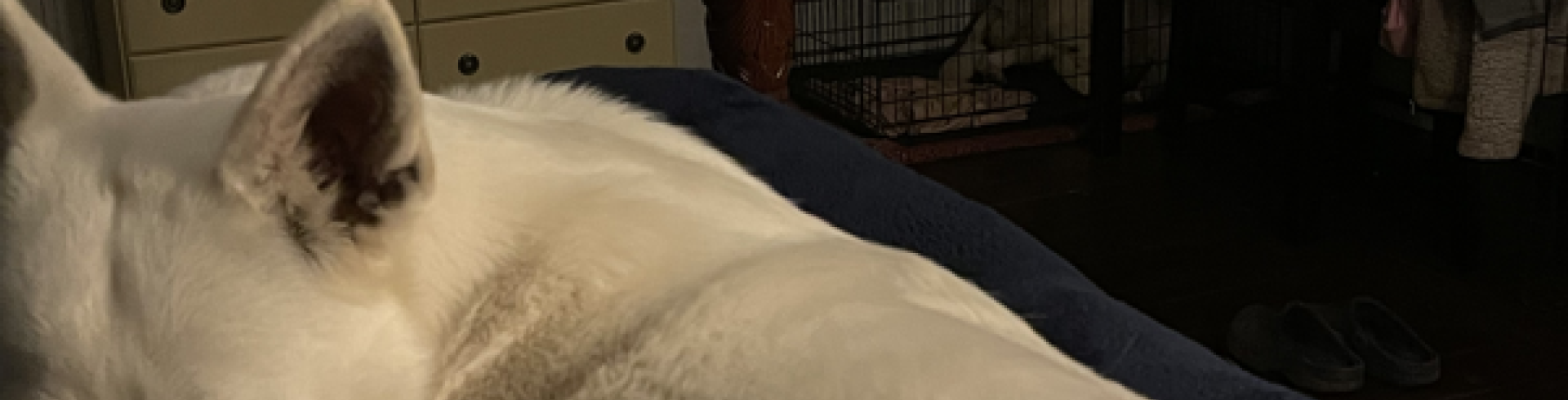 Sunnyside White Swiss Shepherds / Clarksville VA / And again we move to the B&B