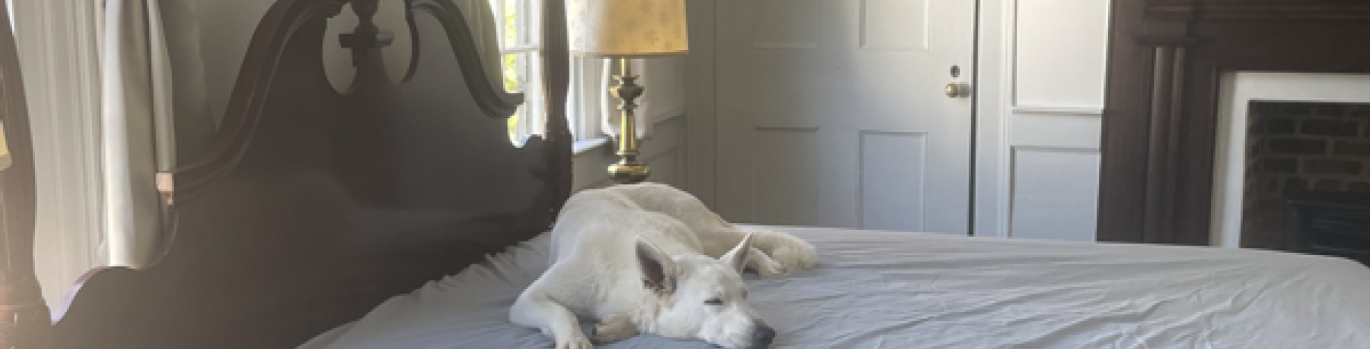 Sunnyside White Swiss Shepherds / Clarksville VA /