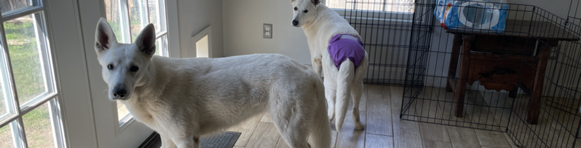 Sunnyside White Swiss Shepherds / Clarksville VA /