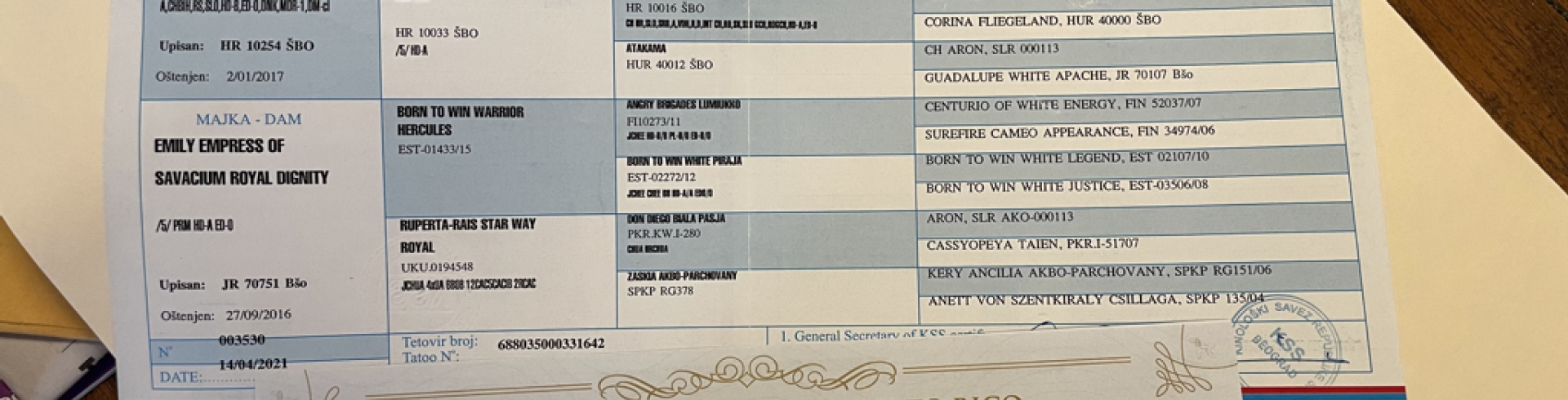 Sunnyside White Swiss Shepherds / Clarksville VA / Berger Blanc Suisse translated