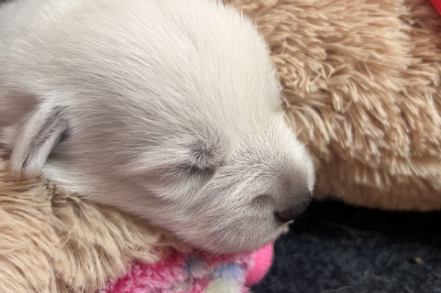 The Sunnyside Sisters Bed and Breakfast / Clarksville VA / Chics & dogs:-)