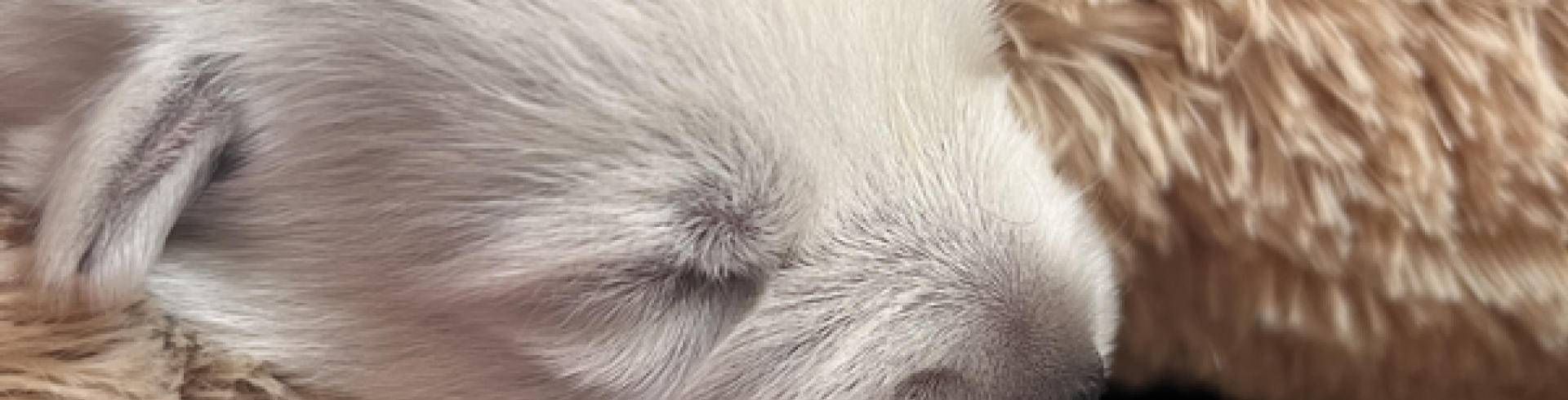 Sunnyside White Swiss Shepherds / Clarksville VA / Chics & dogs:-)