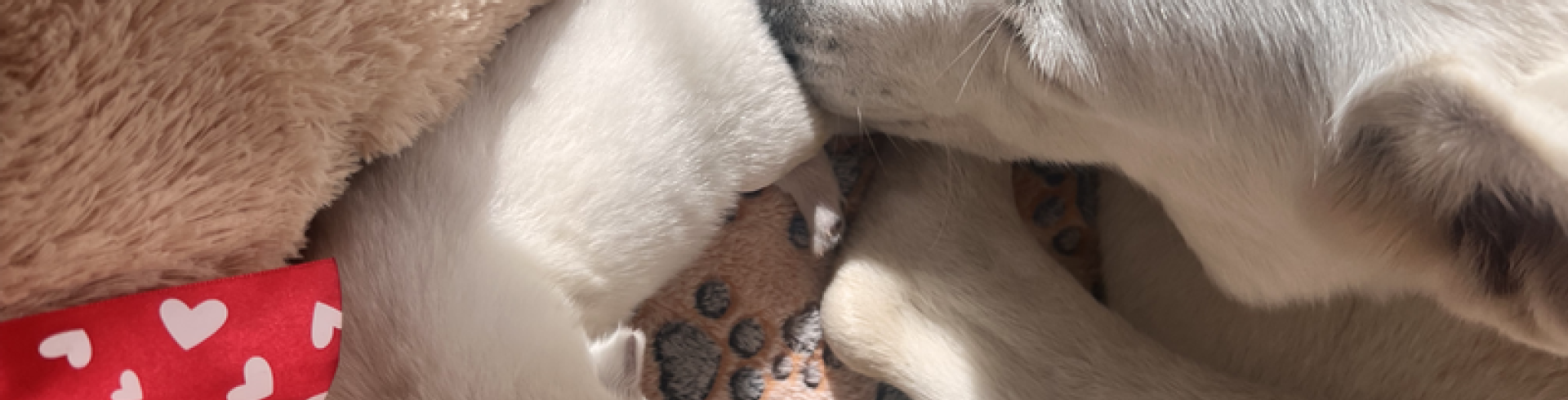 Sunnyside White Swiss Shepherds / Clarksville VA /