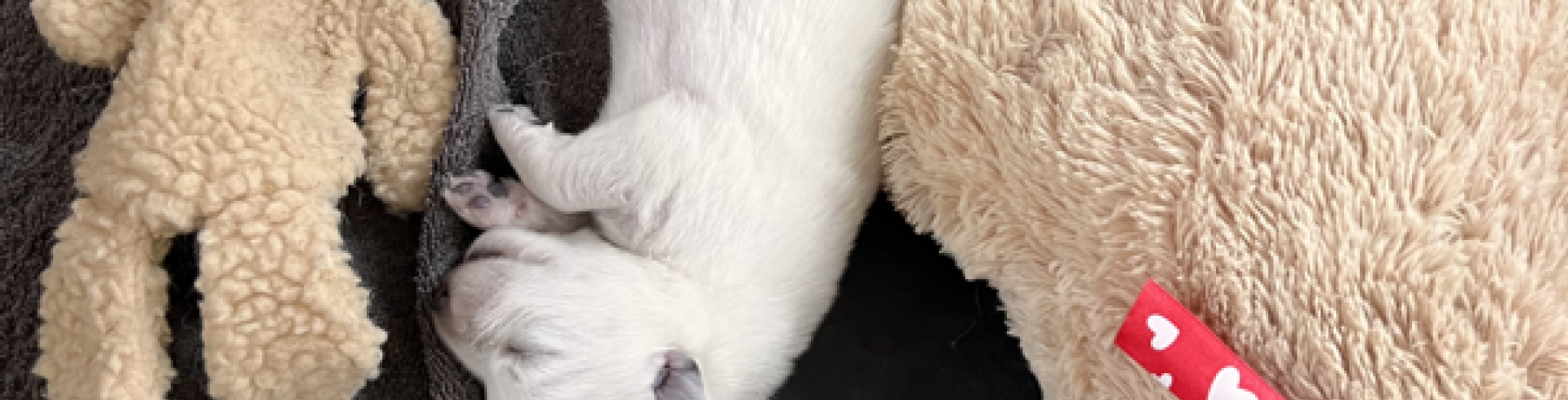 Sunnyside White Swiss Shepherds / Clarksville VA /