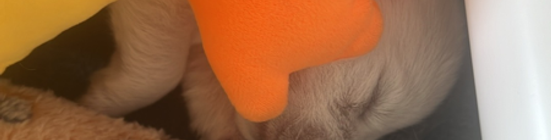 Sunnyside White Swiss Shepherds / Clarksville VA /