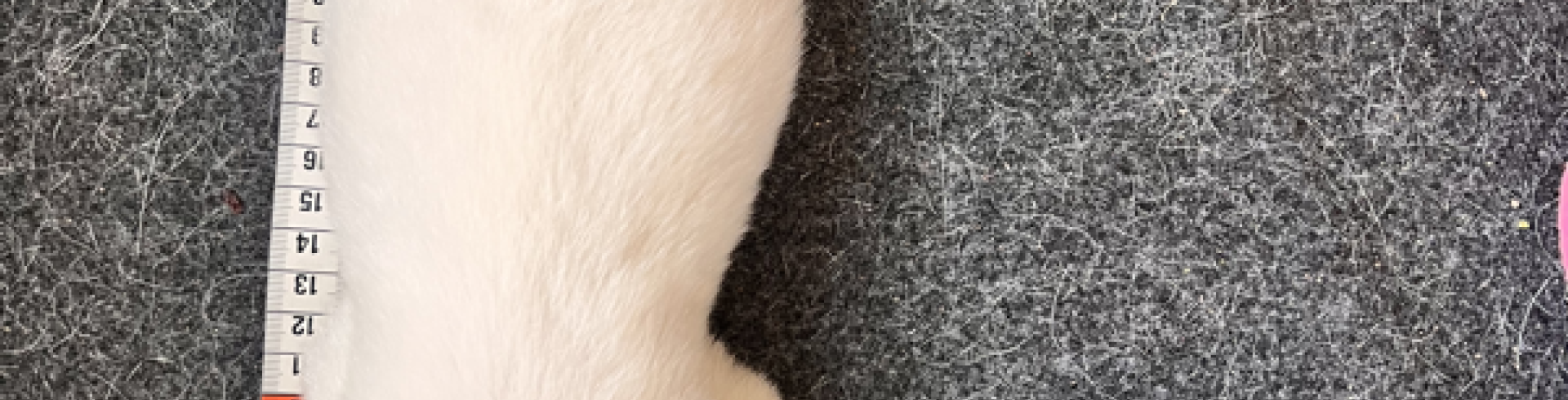 Sunnyside White Swiss Shepherds / Clarksville VA /