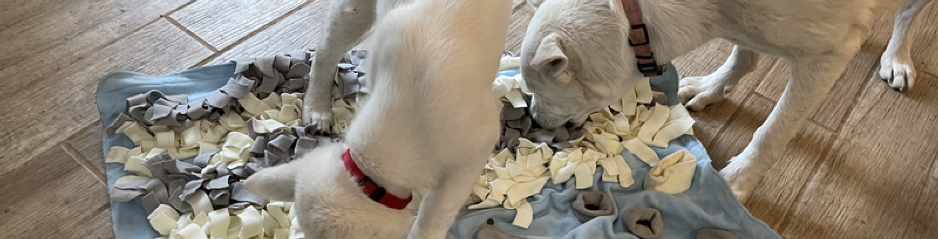 Sunnyside White Swiss Shepherds / Clarksville VA / Prepared…almost:-)