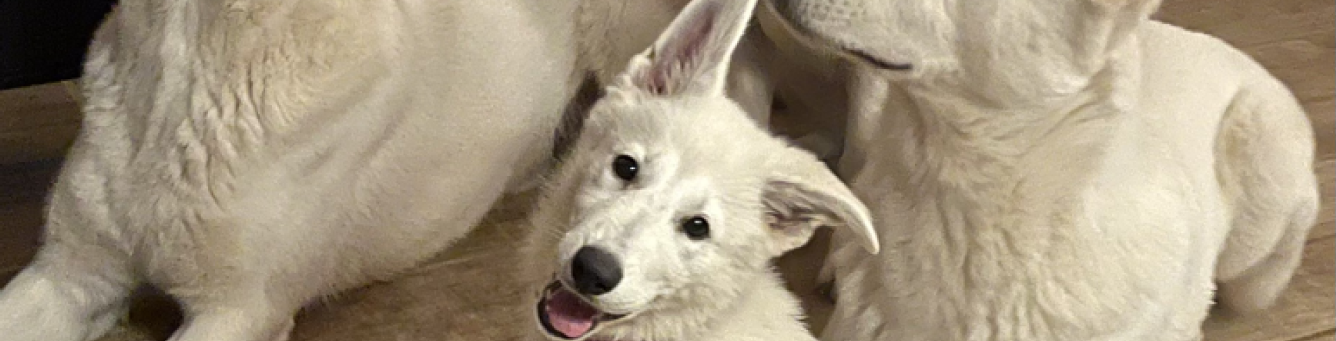 Sunnyside White Swiss Shepherds / Clarksville VA / Happy Kings Day!!!